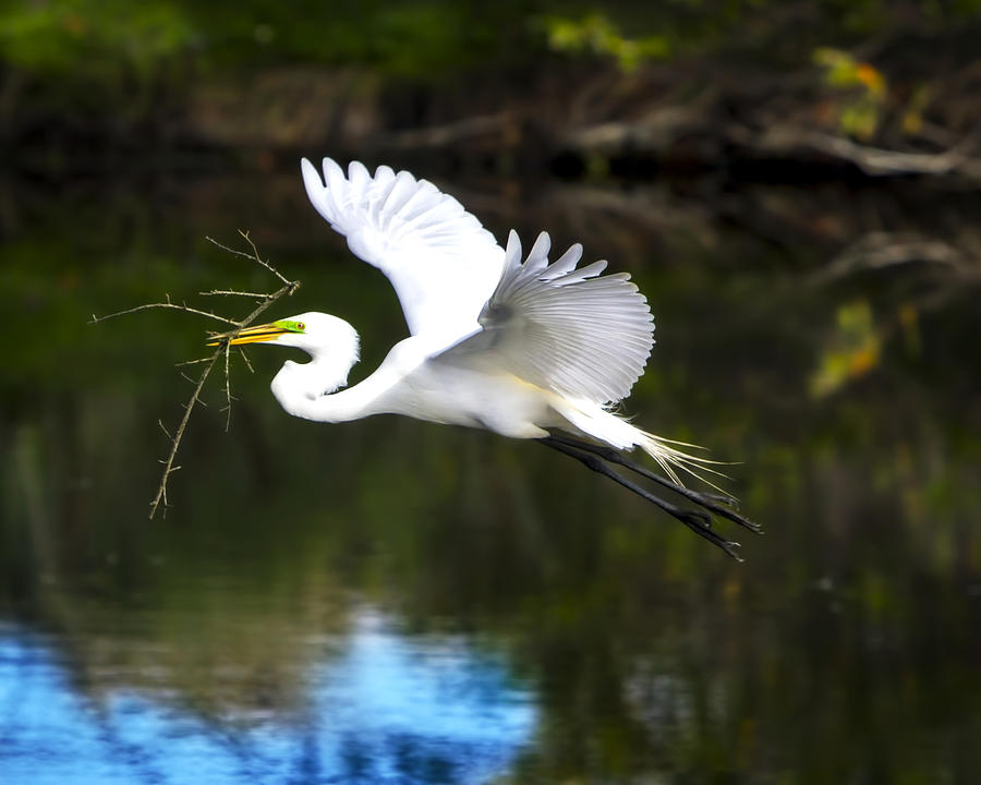Soaring Egret #1 Photograph by Mark Andrew Thomas