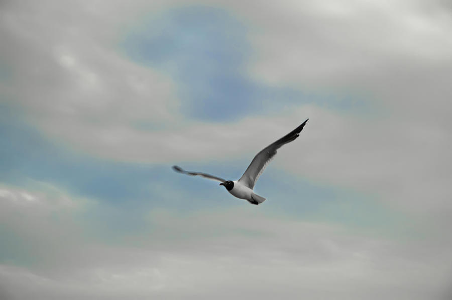 Soaring Seagull #1 Photograph by Bill Cannon