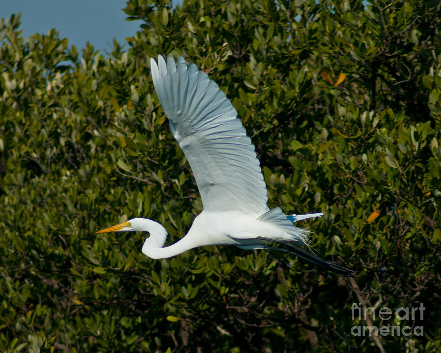 Soaring Snowy Egret #1 Photograph by Stephen Whalen
