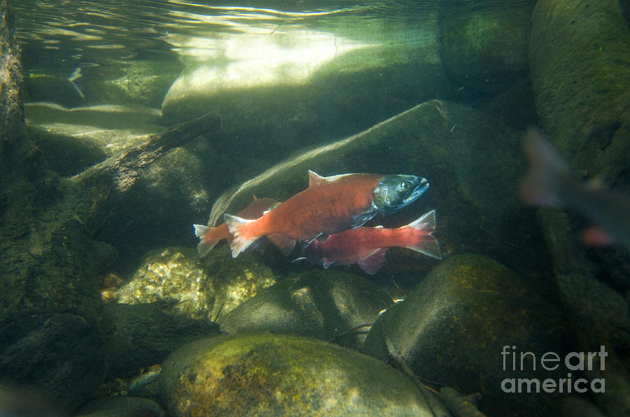 Sockeye Salmon Spawning #1 Photograph by William H. Mullins