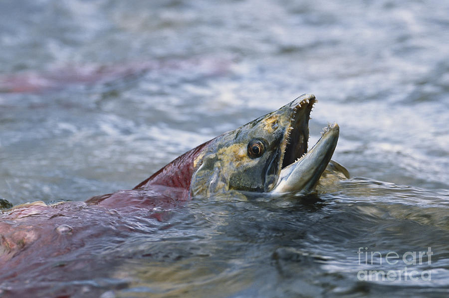 Sockeye Salmon #1 Photograph by William H. Mullins