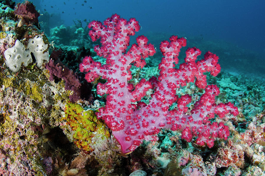 Biodiversity Photograph - Soft Coral (dendronephthya #1 by Pete Oxford
