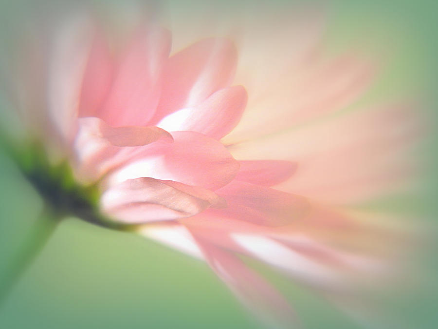 Soft Pink Daisy #2 Photograph by Nina Bradica