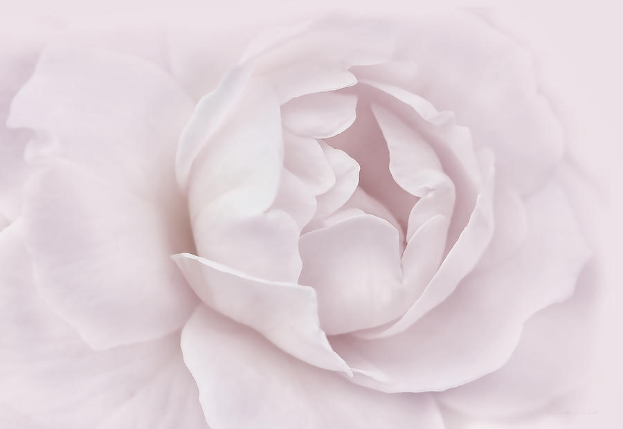 Summer Photograph - Soft Plum Rose Flower by Jennie Marie Schell
