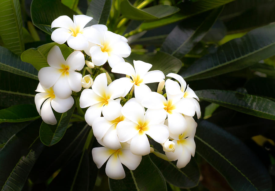 Soft Plumeria #1 Photograph by Roger Mullenhour
