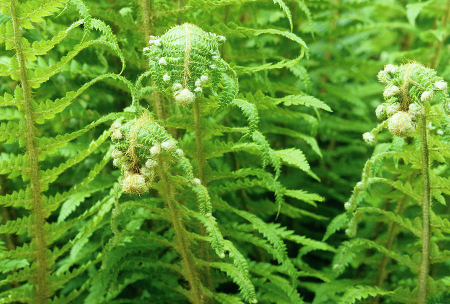 Soft Shield-fern (polystichum Setiferum) Photograph by Sally Mccrae ...