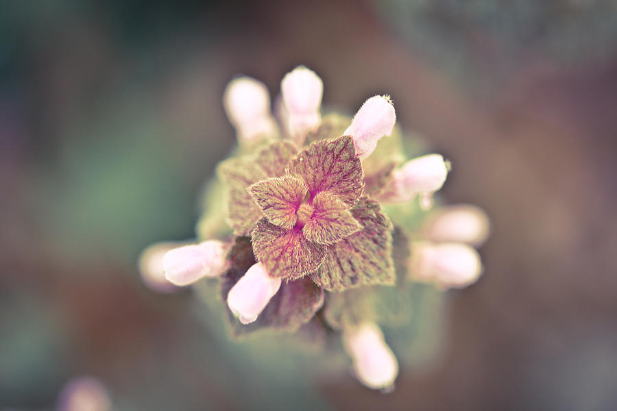 Plant Photograph - Softly #1 by Shane Holsclaw