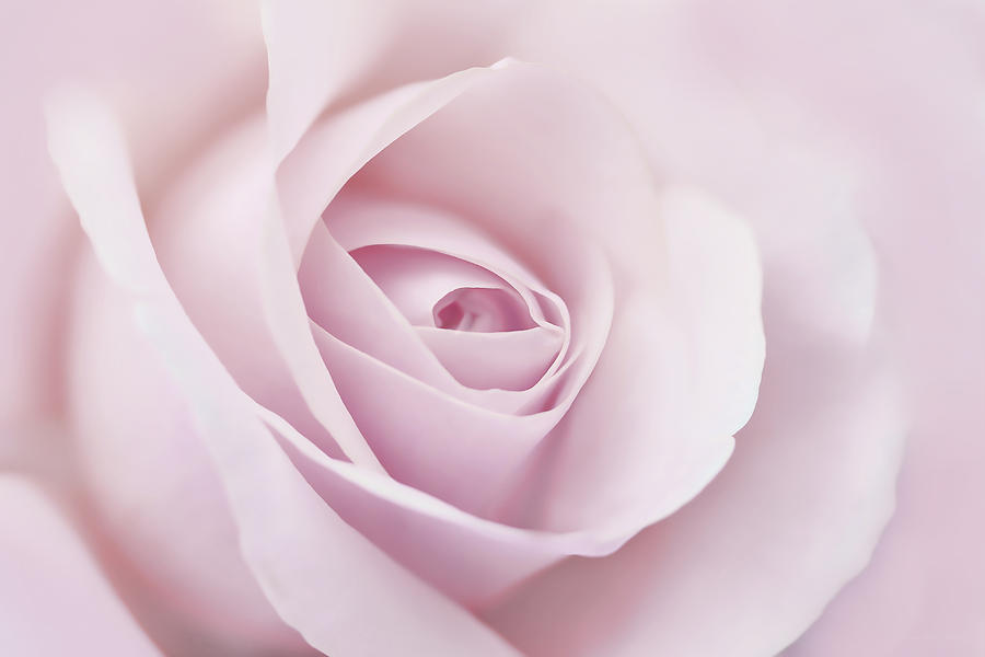Summer Photograph - Softness of a Pink Rose Flower #1 by Jennie Marie Schell