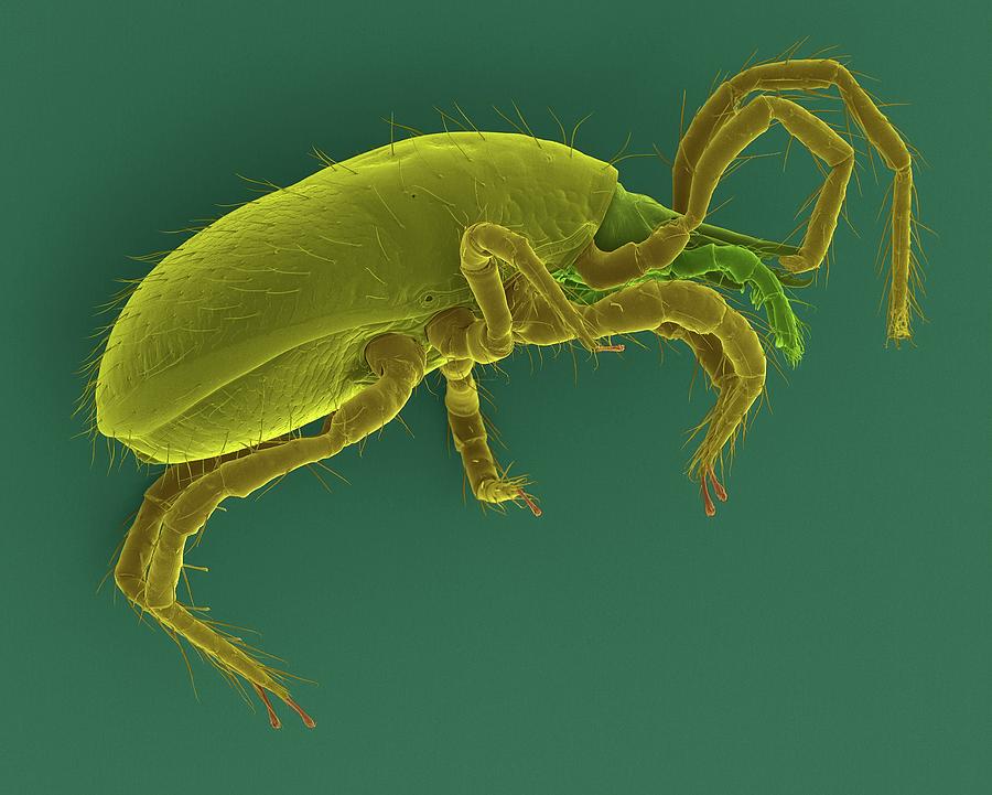 Soil Mite (superfamily Oribatidae) #1 Photograph by Dennis Kunkel Microscopy/science Photo Library