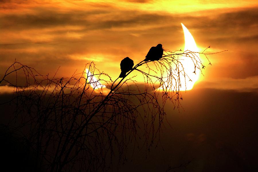 Solar Eclipse #1 Photograph by Detlev Van Ravenswaay