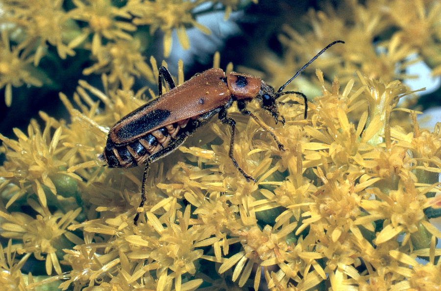 Soldier Beetle #1 Photograph by Harry Rogers