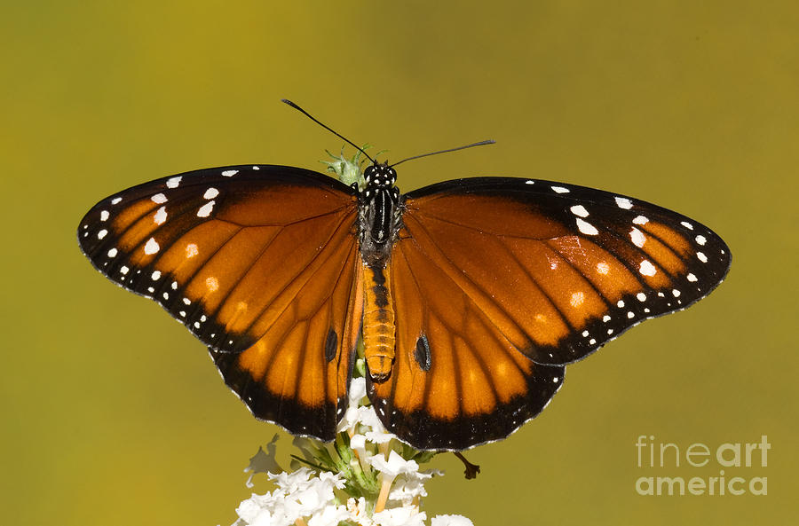 Soldier Butterfly Danaus Eresimus #1 Photograph by Millard H. Sharp