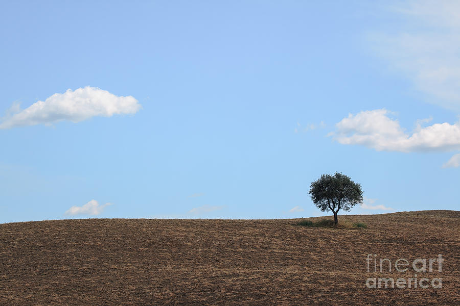 Solitary tree #1 Photograph by Matteo Colombo
