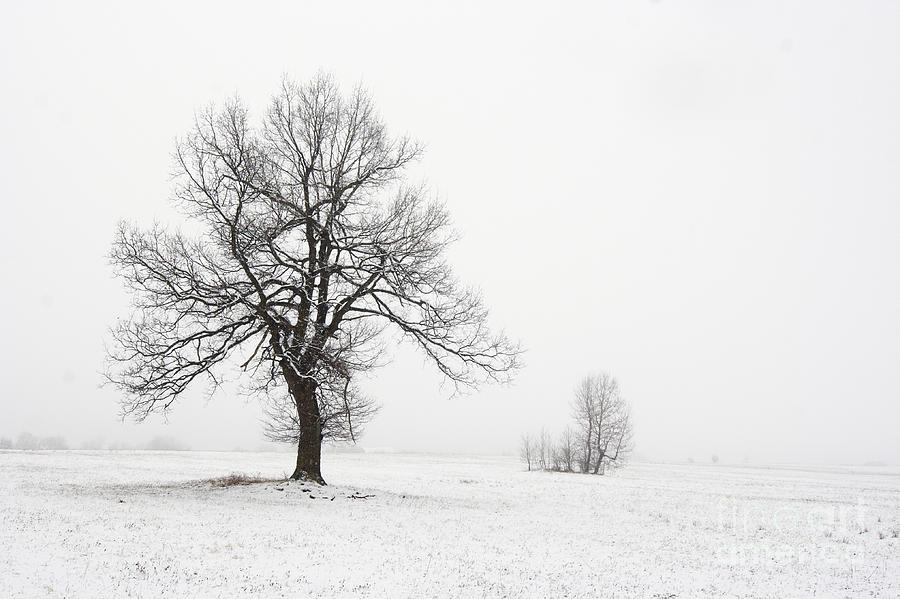 Winter Photograph - Solitary Tree #1 by Michal Boubin