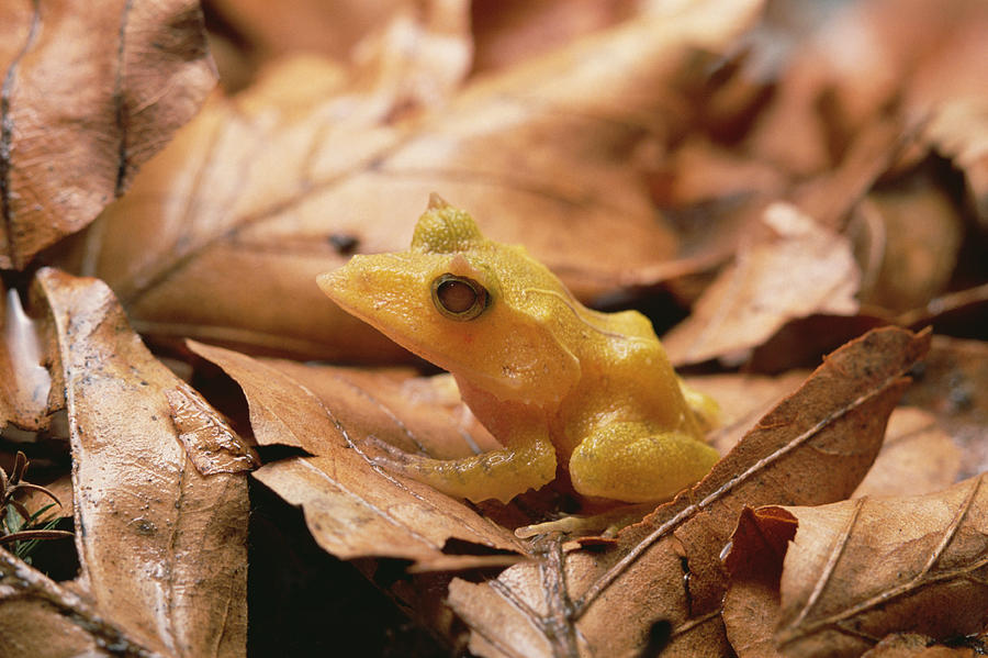 Solomon Island Leaf Frog #1 Photograph by Gerry Ellis