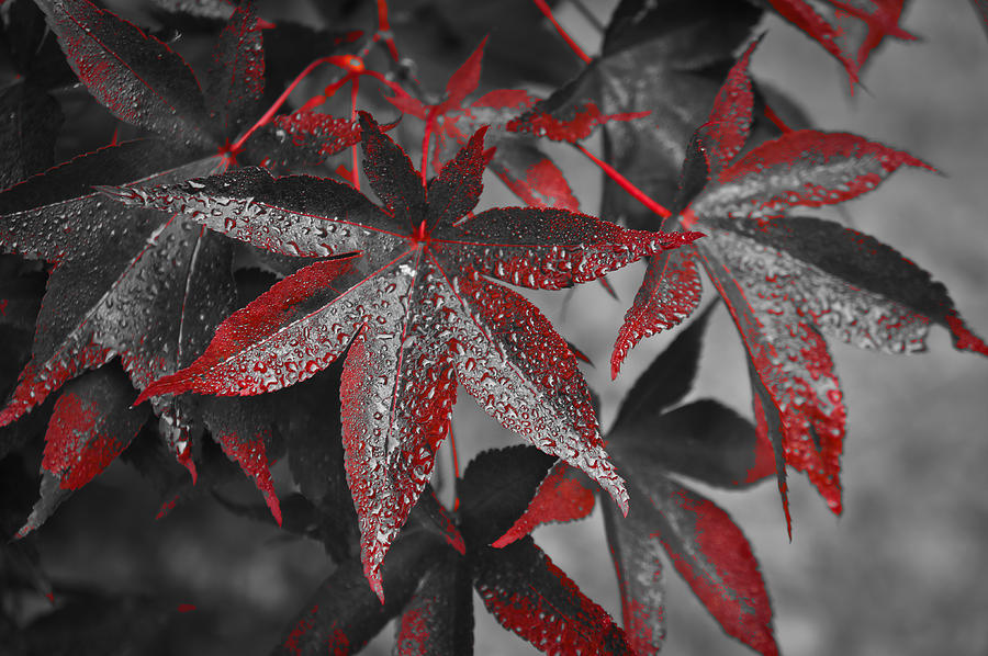 Some Red Leaves #1 Photograph by Ronda Broatch