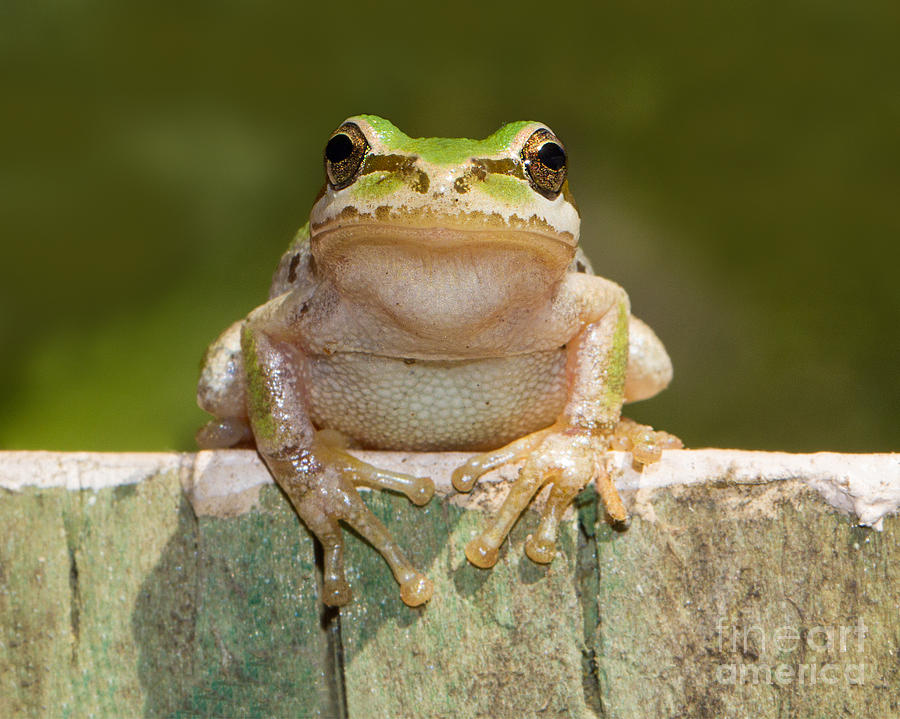 Frog Photograph - Someone Watching Over Me #1 by Mimi Ditchie