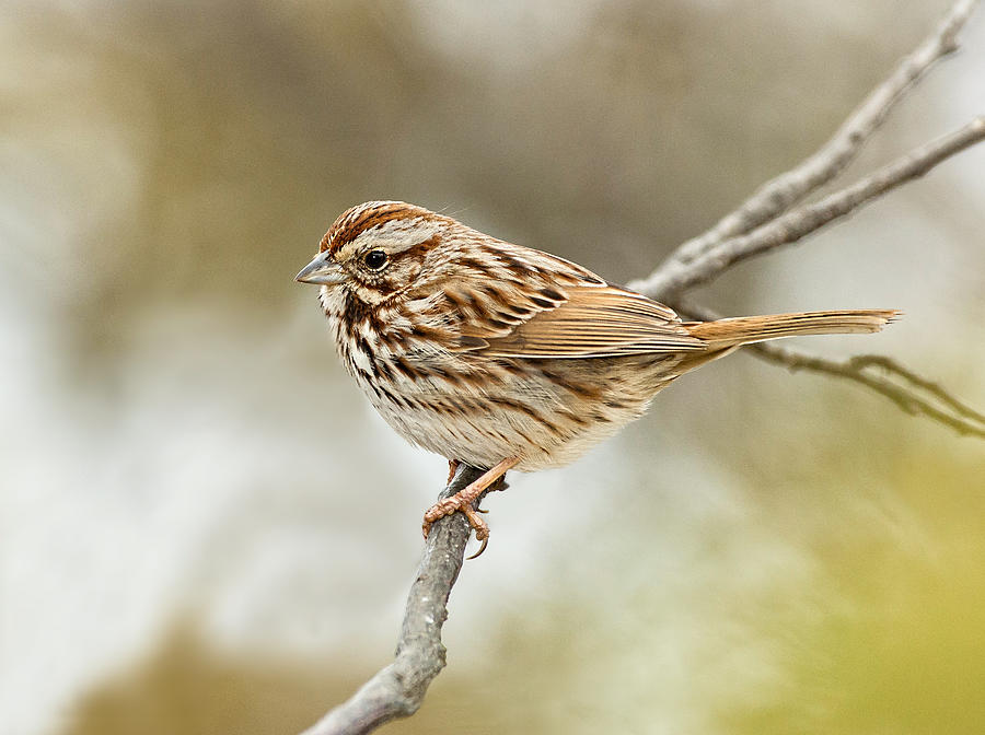 Song Sparrow #1 Photograph by Jim Zablotny