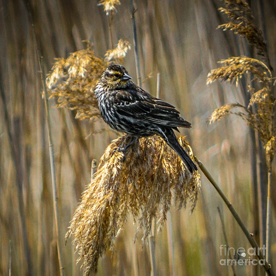 Song Sparrow #1 Photograph by Ronald Grogan