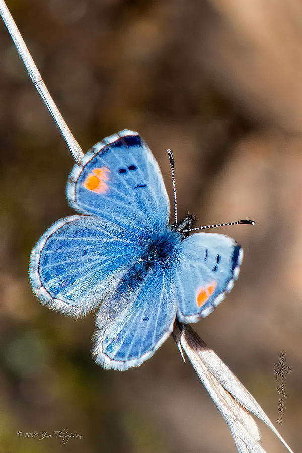 Insects Photograph - Sonoran Blue by Jim Thompson