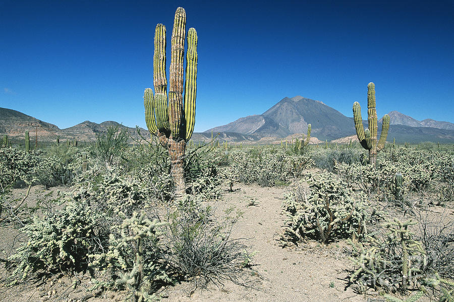 Sonoran Desert, Baja California Sur #1 Photograph by William H. Mullins
