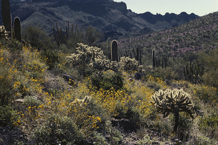 Sonoran Desert In Bloom #1 Photograph by Tom Bledsoe