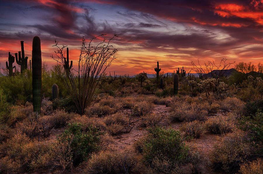Sonoran Desert Sunset Photograph