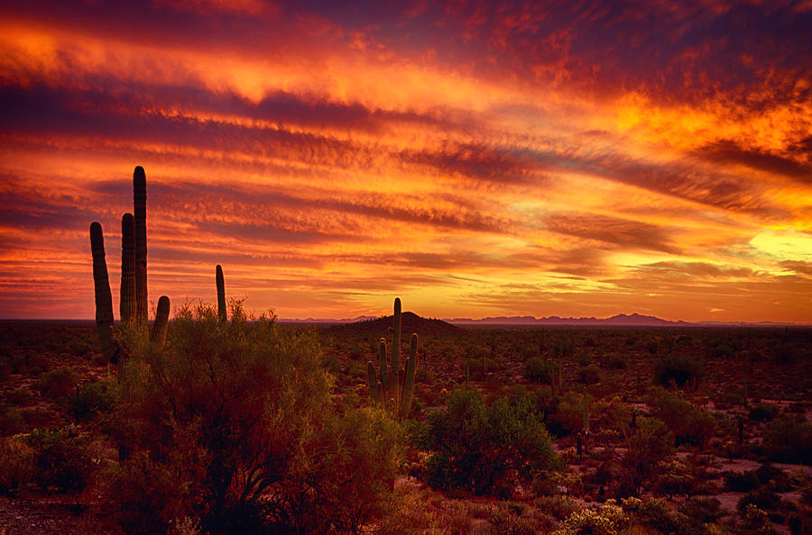 Sonoran Skies Photograph by Saija Lehtonen - Fine Art America