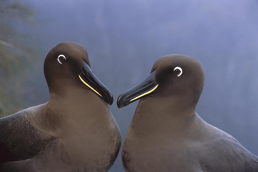 Albatross Photograph - Sooty Albatross  Gough Island #1 by Tui De Roy