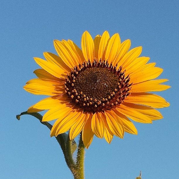 Nature Photograph - Sorry, Sunflowers Are My #favorite! #1 by Tessa Howington