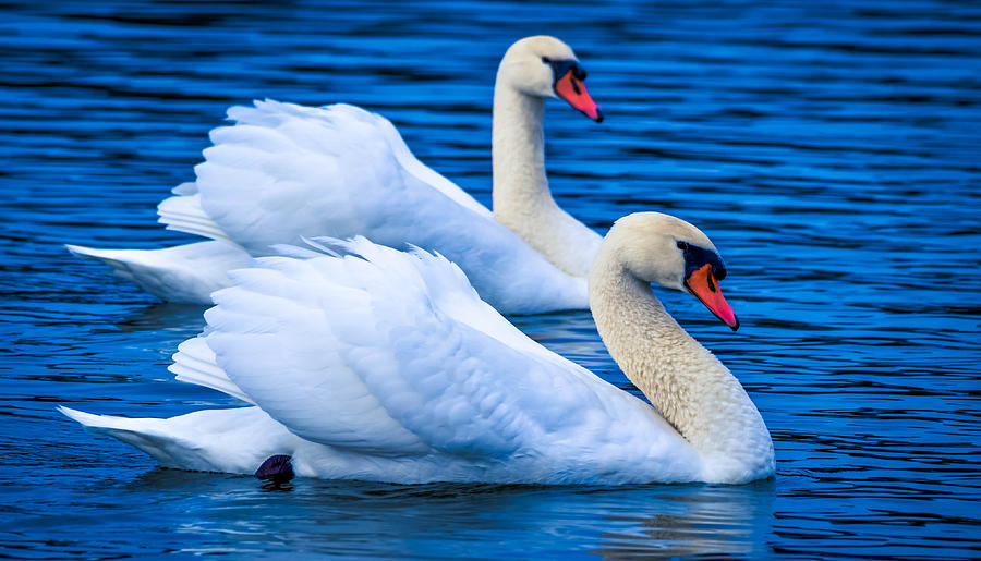 Soulmate Swans #2 Photograph by Brian Stevens