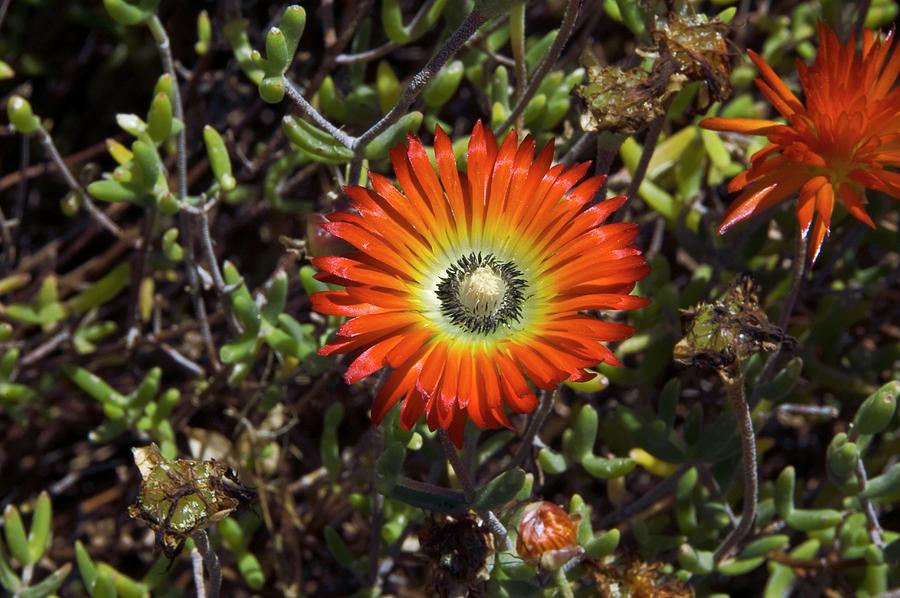 South African Flowers Photograph by Dr P. Marazzi/science Photo Library