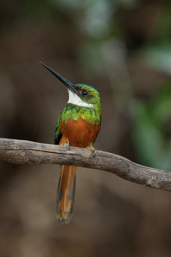 Brazil Photograph - South America, Brazil, Pantanal #1 by Joe and Mary Ann Mcdonald