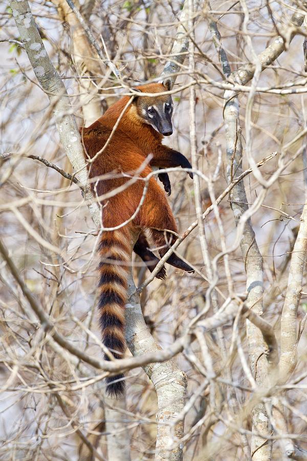 South American Coati In A Tree #1 Photograph by John Devries/science Photo Library