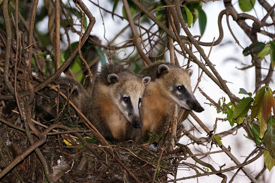 South American Coatis #1 Photograph by Dr P. Marazzi/science Photo Library