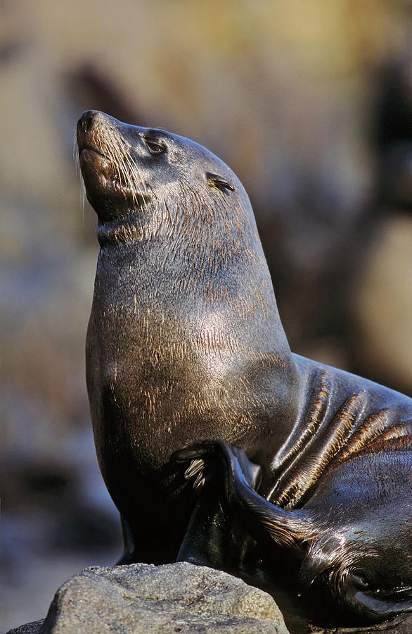 Animal Photograph - South American Fur Seal (arctocephalus #1 by Martin Zwick