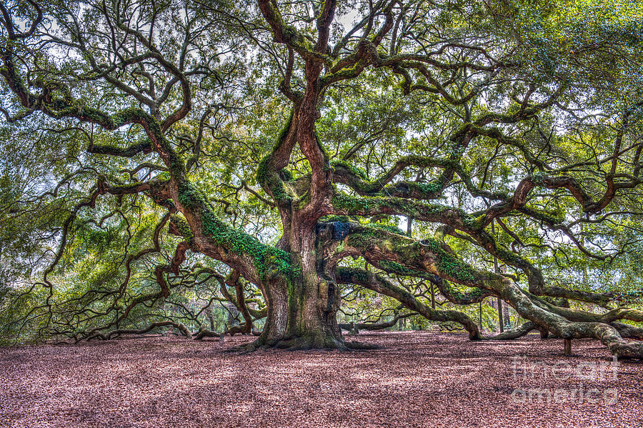Southern Angel Oak Tree Photograph by Dale Powell