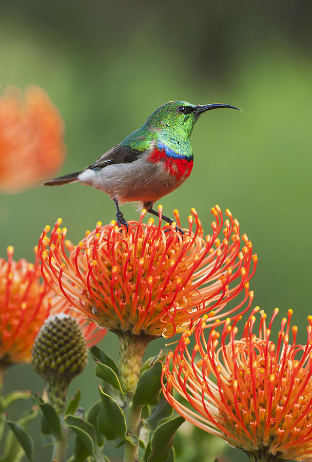 Southern Double-collared Sunbird #1 Photograph by Kevin Schafer