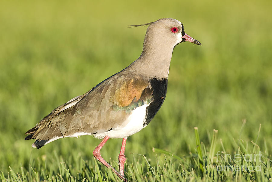 Southern Lapwing #1 Photograph by William H. Mullins