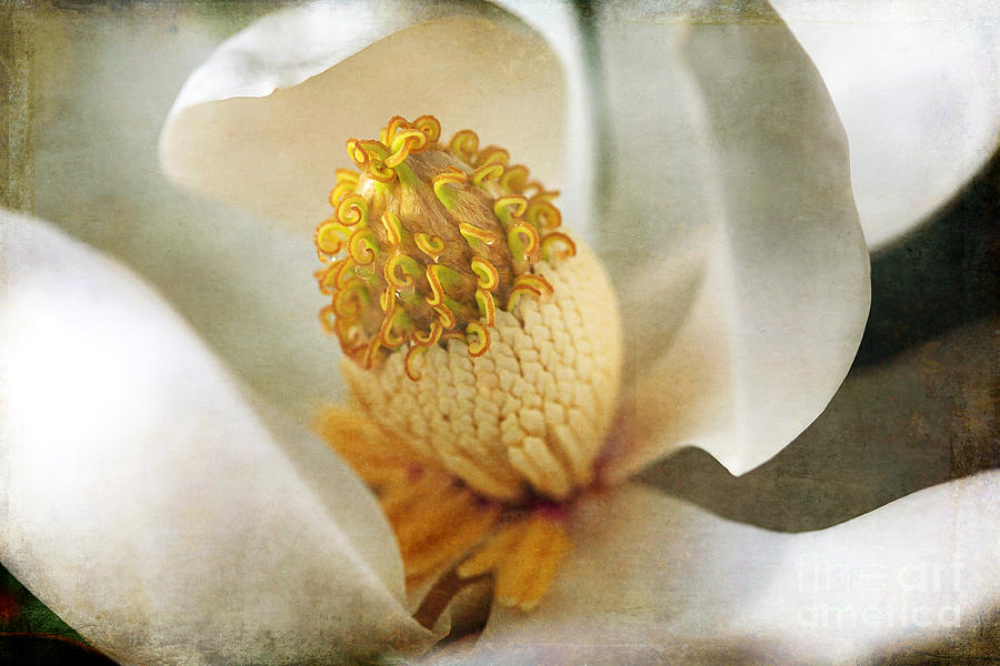 Magnolia Movie Photograph - Southern Magnolia #1 by Joan McCool