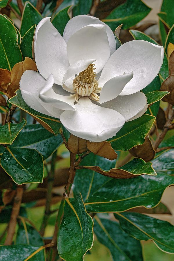 Flower Photograph - Southern Magnolia (magnolia Grandiflora) #1 by Dr. Nick Kurzenko