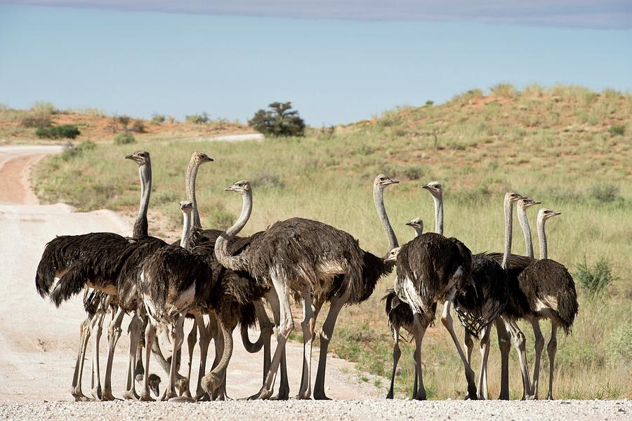 Southern Ostriches Performing Geophagia Photograph by Tony Camacho