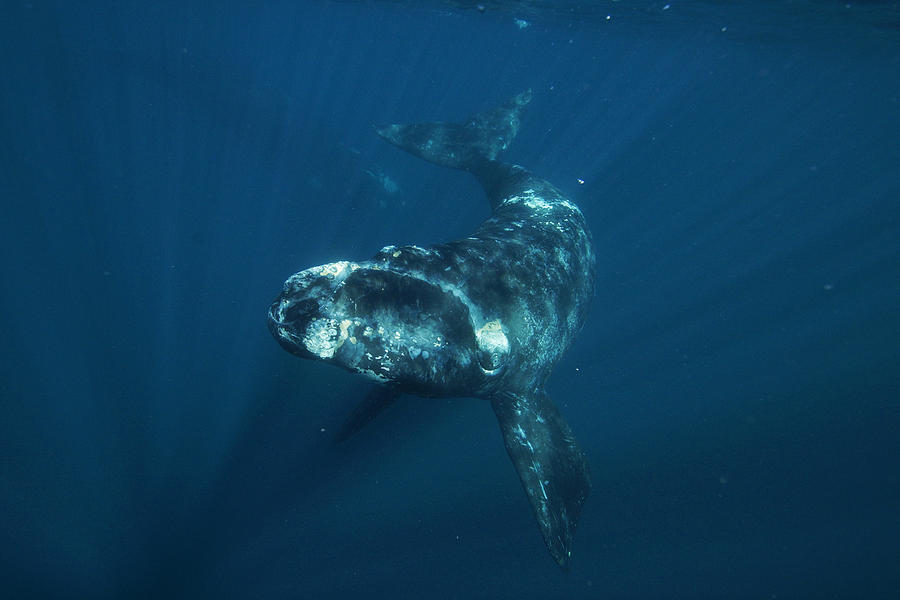 Southern Right Whale Calf Valdes #1 Photograph by Hiroya  Minakuchi