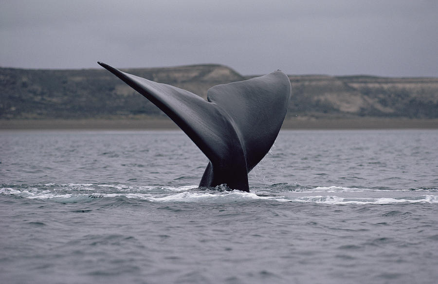 Southern Right Whale Tail Peninsula #1 Photograph by Flip Nicklin