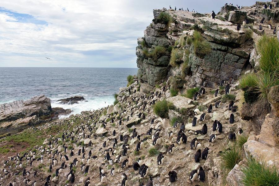 Southern Rockhopper Penguin Colony #1 Photograph by Steve Allen/science Photo Library