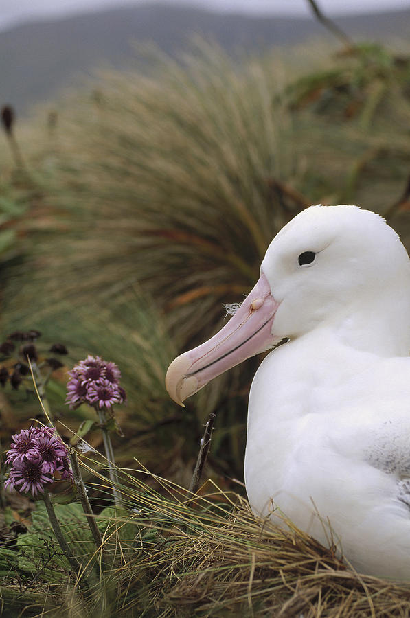 Southern Royal Albatross On Nest Photograph by Tui De Roy