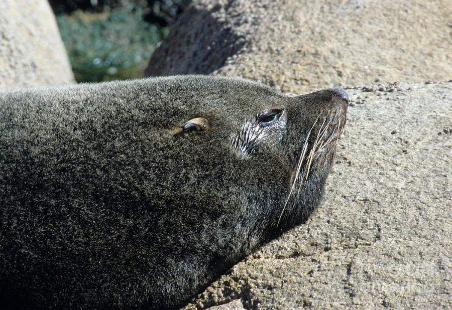Southern Sea Lion #1 Photograph by William H. Mullins