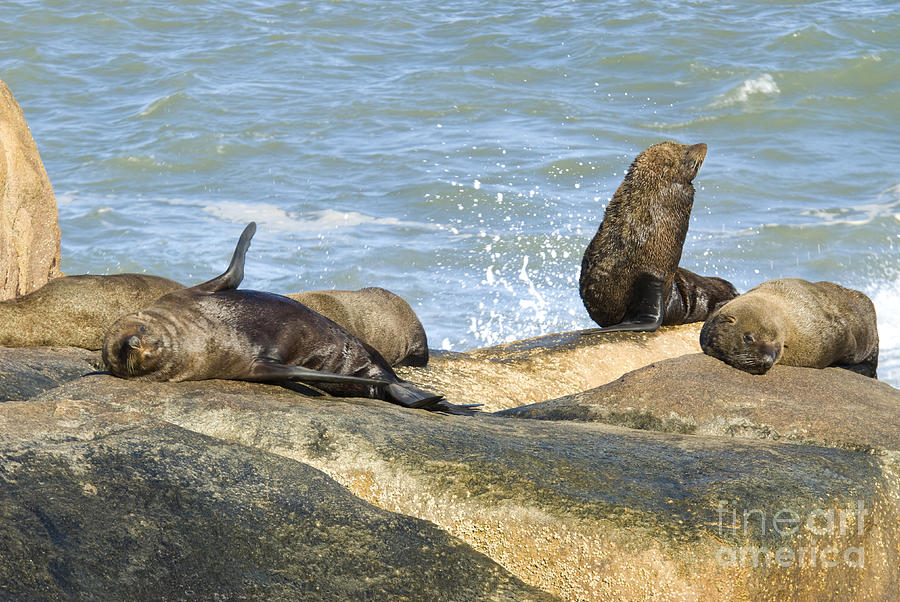 Southern Sea Lions #1 Photograph by William H. Mullins