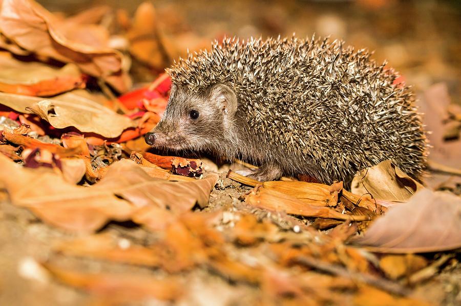 Southern White-breasted Hedgehog #1 Photograph by Photostock-israel
