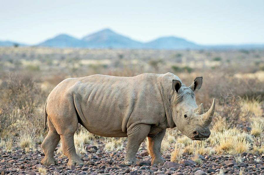southern white rhinoceros conservation status
